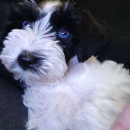 Miss Moo Cow - Parti female Miniature Schnauzer puppy in Shoshone, Idaho from Debra Kruse's Miniature Schnauzers