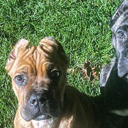 Akita and Cane Corso from The__o__pack