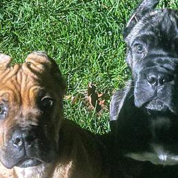 Akita and Cane Corso from The__o__pack