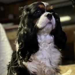 Cavalier King Charles Spaniel puppies from Londyn Cavaliers