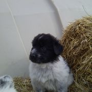 Karakachan Puppies from MI Family Farm