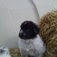 Karakachan Puppies from MI Family Farm