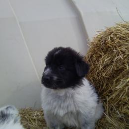 Karakachan Puppies from MI Family Farm