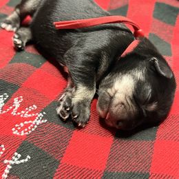 Red - Black and silver male Miniature Schnauzer puppy in Cadiz, Kentucky from Southern Magnolia Schnauzers