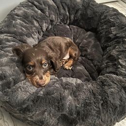 Dachshund Puppies from Dreaming of Dachshunds