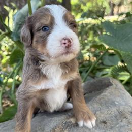Milky Way - Chocolate merle male Bernedoodle puppy in Temecula, California from Country Hills Doodles