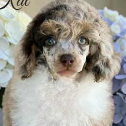Goldendoodle and Poodle Puppies from Mustanghills Doodles and Poodles