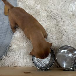 Vizsla Puppies from April Wolf