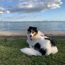 Collie All Grown Up from Caleb’s Collies