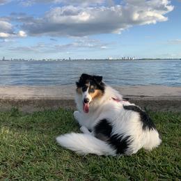 Collie All Grown Up from Caleb’s Collies