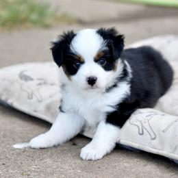 Cosmo - Black tri male Miniature Australian Shepherd puppy in Wichita Falls, Texas from Shooting Stars Ranch Toy and Mini Aussies