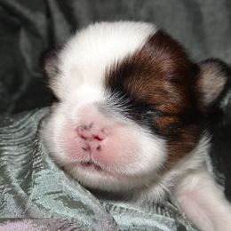 AKC MARDUK - Lhasa Apso puppy from GyanGanj Lhasa Apso