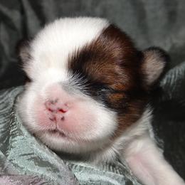 AKC MARDUK - Lhasa Apso puppy from GyanGanj Lhasa Apso