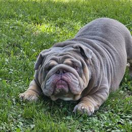 Bulldogs from Charliejbulldogs