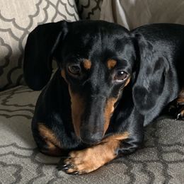 Strudel - Dachshund