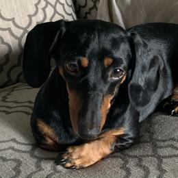 Strudel - Dachshund