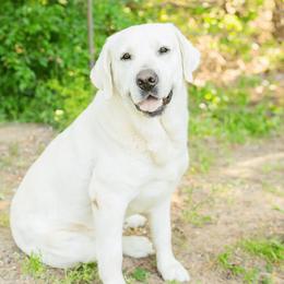 Maverick  - Labrador Retriever