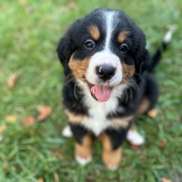 Peach Female Puppy - Black rust and white female Bernese Mountain Dog puppy in Toledo, Ohio from Baby Berners