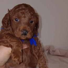 Asher Majestic Embrace Medium Import Line - Red  male Poodle puppy in Licking, Missouri from Majestic Embrace Poodles
