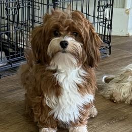 Havanese puppies from Nanas Havanese