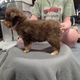 Divinity - Red tri-color female Miniature American Shepherd puppy in Leonard, Texas from Tin Roof Aussies