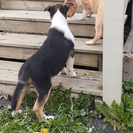 Collie Puppies from Nightstar Collies