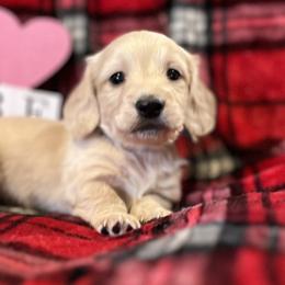 Kris - Cream male Dachshund puppy in Paris, Texas from Michel Creek Kennel