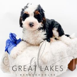 Fritillary - Tri-color male Bernedoodle puppy in Baroda, Michigan from Great Lakes Bernedoodles