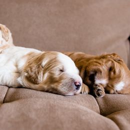 Goldendoodles from Texas Dapper Doodles