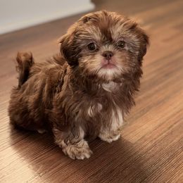 Girl 2 - Liver female Shih Tzu puppy in Ocala, Florida from Mimi's Shih-tzus of Ocala