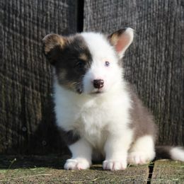 Rain - Blue female Pembroke Welsh Corgi puppy in Upton, Kentucky from J & J Kennels
