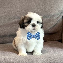Boy 1 - Sable and white male Shih Tzu puppy in Seguin, Texas from Dolled Up Shih Tzus