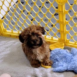 Peyton - Red sable female Havanese puppy in Cleveland, Texas from 7th Heaven Havanese of Texas
