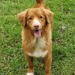 Nova Scotia Duck Tolling Retrievers from WyldeWater Tollers
