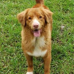 Nova Scotia Duck Tolling Retrievers from WyldeWater Tollers