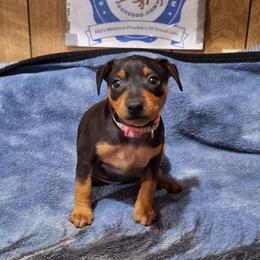 Akira - Black and rust female Miniature Pinscher puppy in Grove, Oklahoma from K&J's Min Pins Of Grand Lake