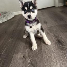 Beautiful blue eyed female - Black and white female Alaskan Klee Kai puppy in Beverly Hills, Florida from Lucky Charm Klee Kai