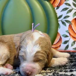 Apple -lavender - Cream and white female Aussiedoodle puppy in Grand Haven, Michigan from Happy Hippy Doodles