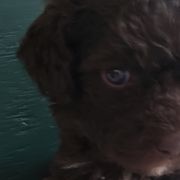 Solana - Spanish Water Dog puppy from The Woolly Dog Ranch
