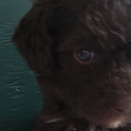 Solana - Spanish Water Dog puppy from The Woolly Dog Ranch
