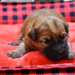 Harry - Wheaten male Soft Coated Wheaten Terrier puppy in Kirksville, Missouri from BellSharps Australian Shepherds