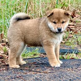 Ahsoka - Red female Shiba Inu puppy in Greer, South Carolina from Crescent Moon Shibas