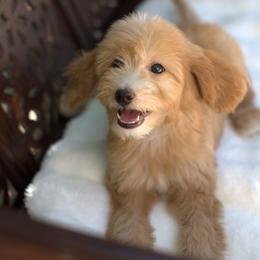 Bernedoodle and Cavapoo Puppies from Dulcito Doodles