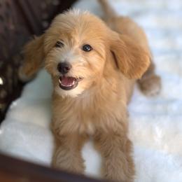 Bernedoodle and Cavapoo Puppies from Dulcito Doodles