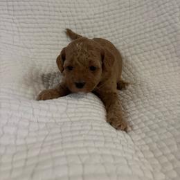 Girl puppy 2 - Apricot female Maltipoo puppy in Kansas City, Missouri from Waffles puppies