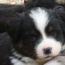 Girl 3 - Miniature American Shepherd puppy in Tiskilwa, Illinois from First Harmony Farms