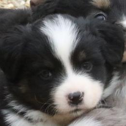 Girl 3 - Miniature American Shepherd puppy in Tiskilwa, Illinois from First Harmony Farms