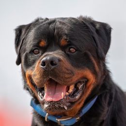 SANI - Rottweiler