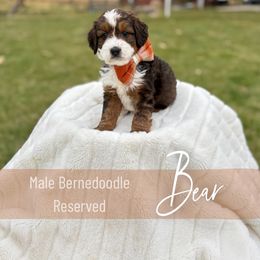 Bear - Sable male Bernedoodle puppy in Buda, Illinois from Hamilton Farm Doodles