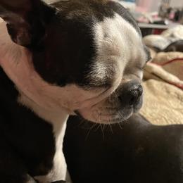 Cal-E - Boston Terrier